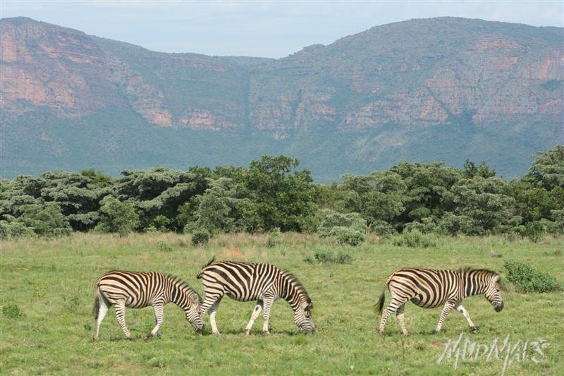 Mud Maps Africa Entabeni 8523